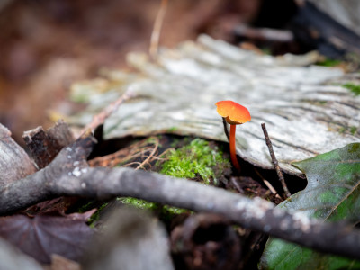 From STEM to Salamanders: CCV/Nature Center Partnership Supports Science