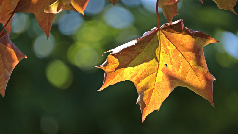 Close Up of Maple Leaves in the Fall